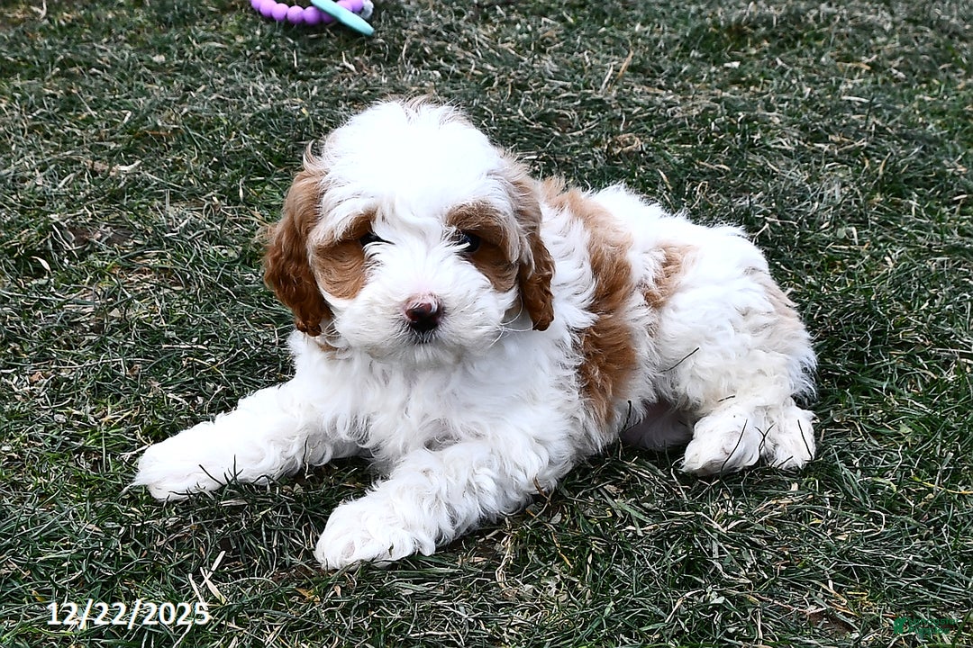Mini Goldendoodle dogs for sale: Sweetie - Ad 2