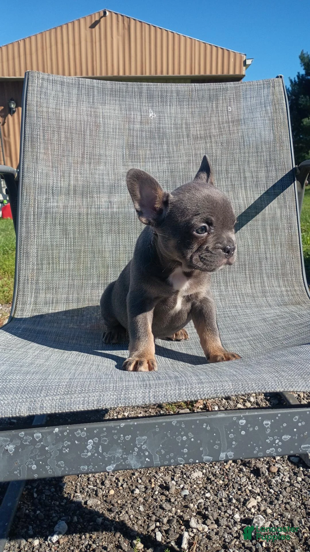 French Bulldog dogs for sale: French Bulldog 1 - Ad 2