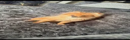 Pomeranian dogs for sale: Pomeranian 1 - Ad 1