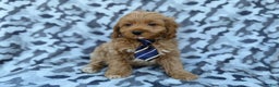 Cockapoo dogs for sale: Comet - Ad 4