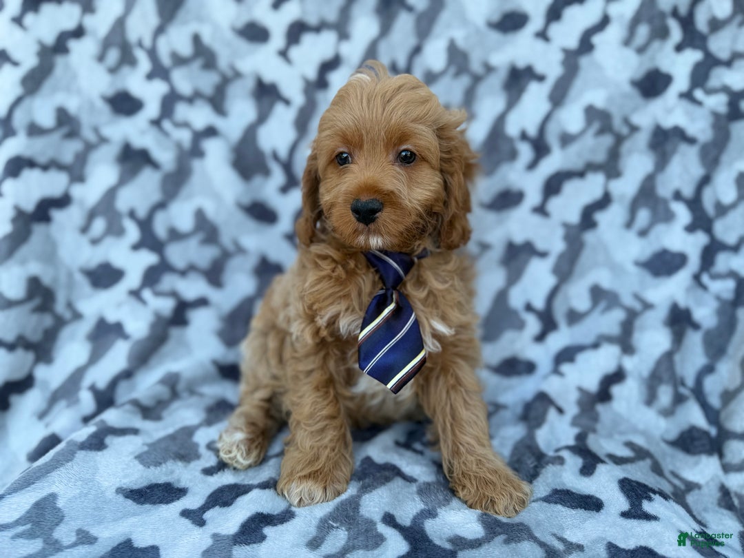 Cockapoo dogs for sale: Comet - Ad 4