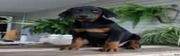 Doberman Pinscher dogs for sale: Waverly - Ad 3