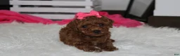 Miniature Poodle dogs for sale: Sally - Ad 2