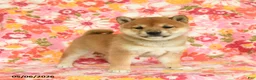 Shiba Inu dogs for sale: Sandy - Ad 1