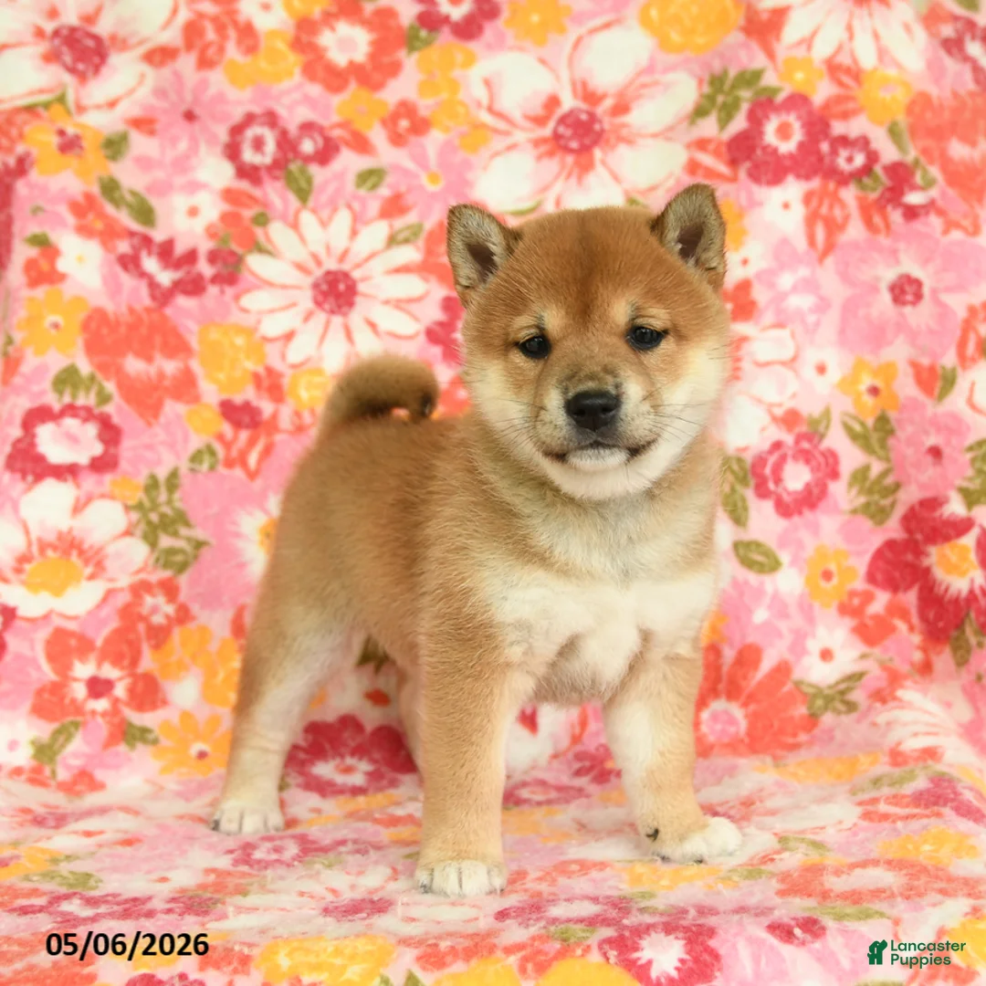 Shiba Inu dogs for sale: Sandy - Ad 1