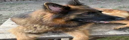 German Shepherd dogs for sale: German Shepherd 1 - Ad 3