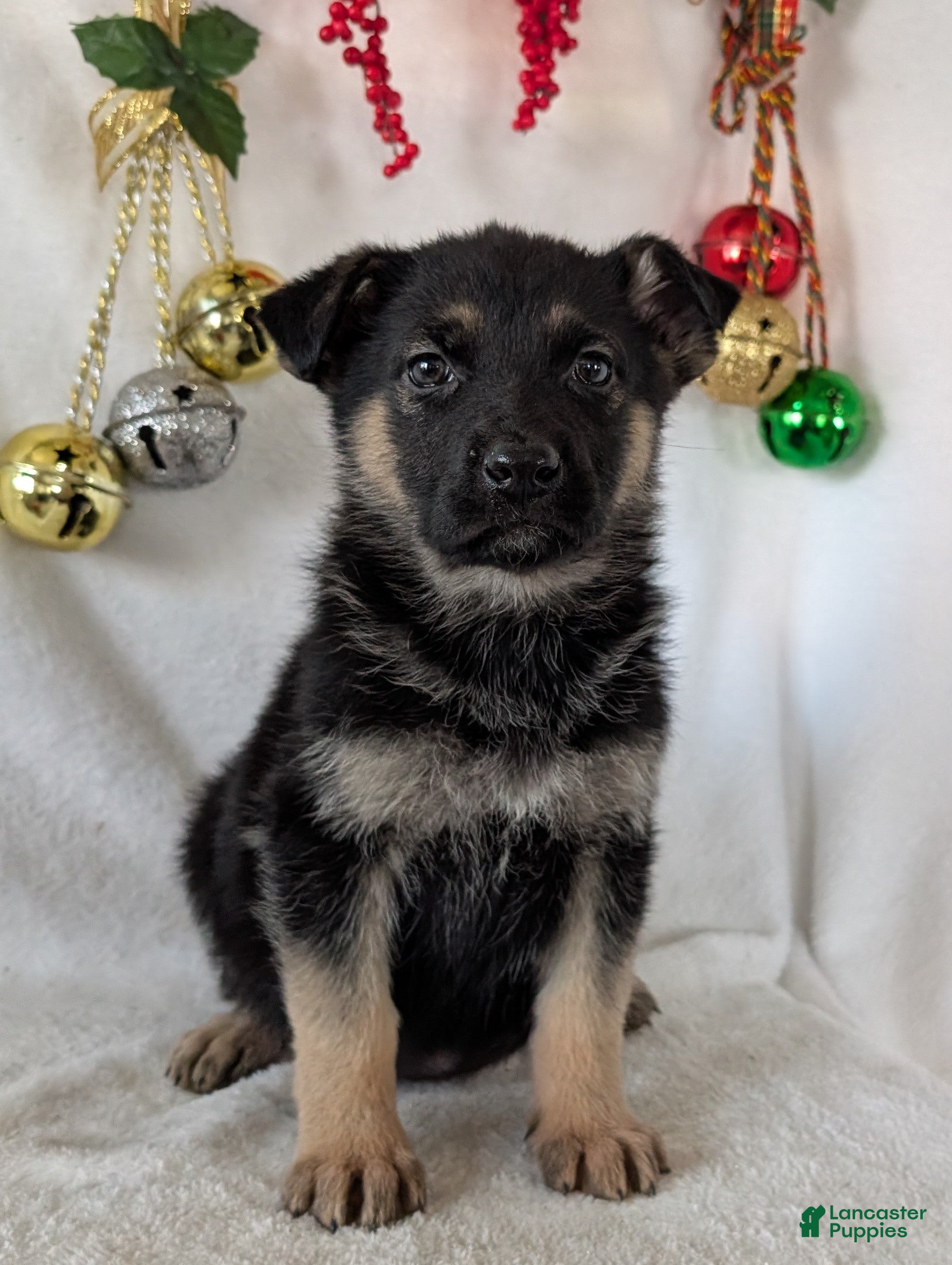 German Shepherd dogs Marla  - Ad 8