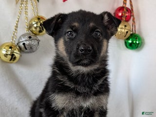 German Shepherd dogs Marla - Ad 12