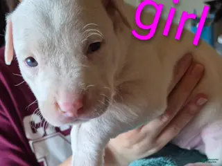 American Pit Bull Terrier dogs American Pit Bull Terrier Puppy 1 - Ad 22