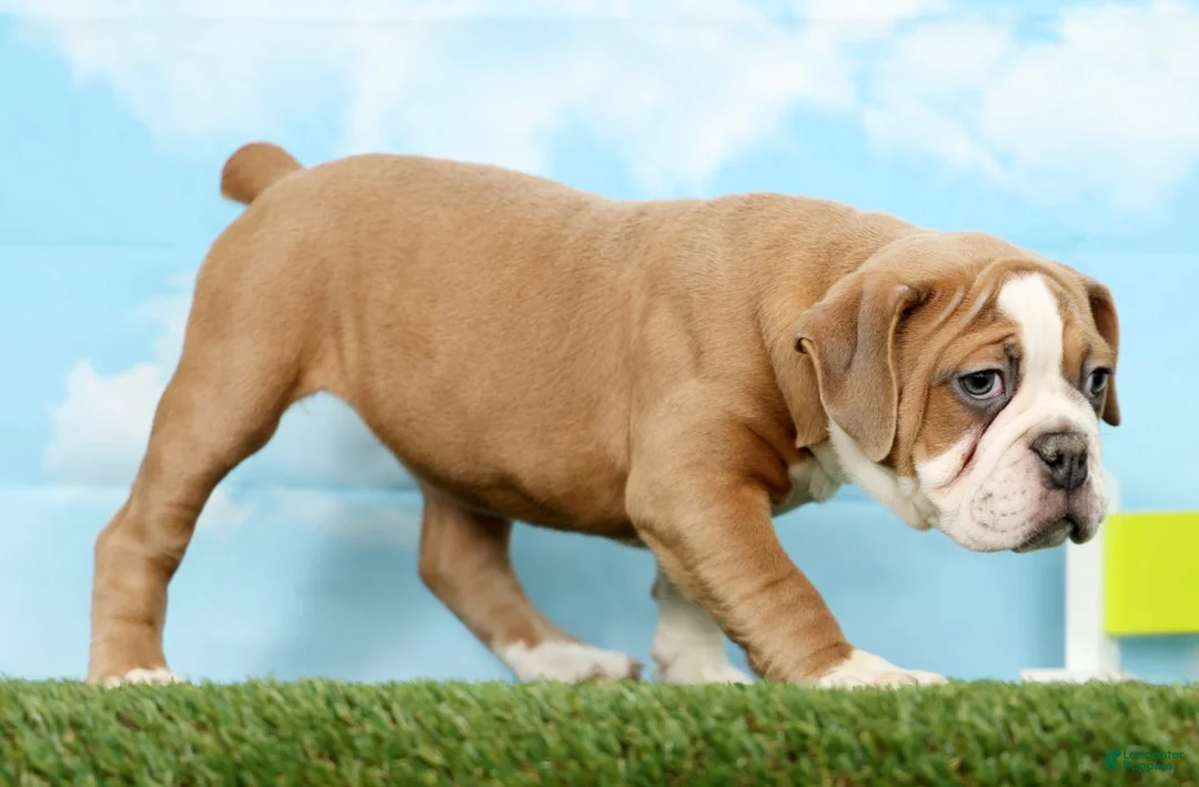 Olde English Bulldogge dogs for sale: Olde English Bulldogge Puppy 1 - Ad 4