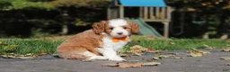 Cavapoo dogs for sale: Beckham - Ad 4