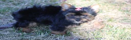 Yorkshire Terrier dogs for sale: Chloe - Ad 6