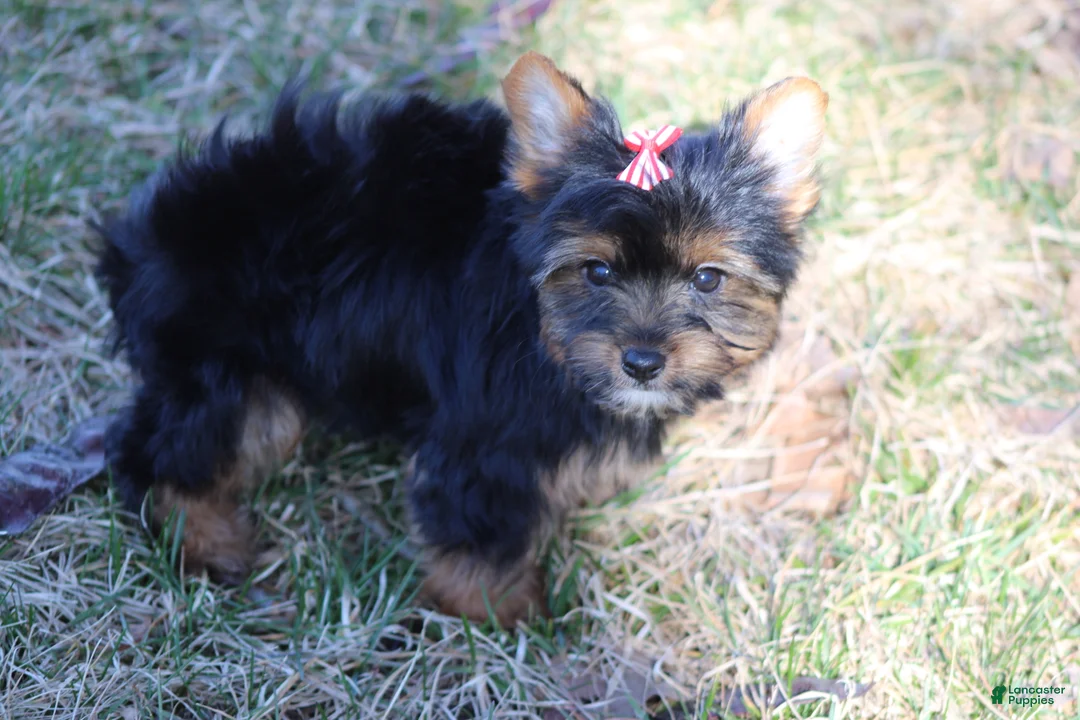 Yorkshire Terrier dogs for sale: Chloe - Ad 6