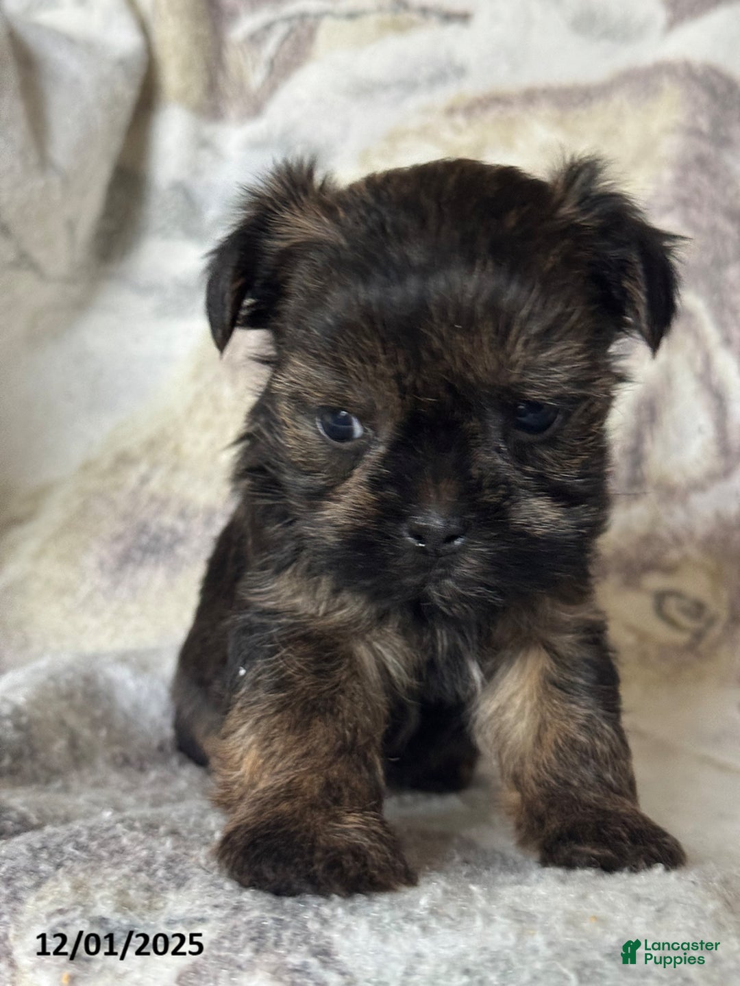Shorkie dogs for sale: Little Fido - Ad 1
