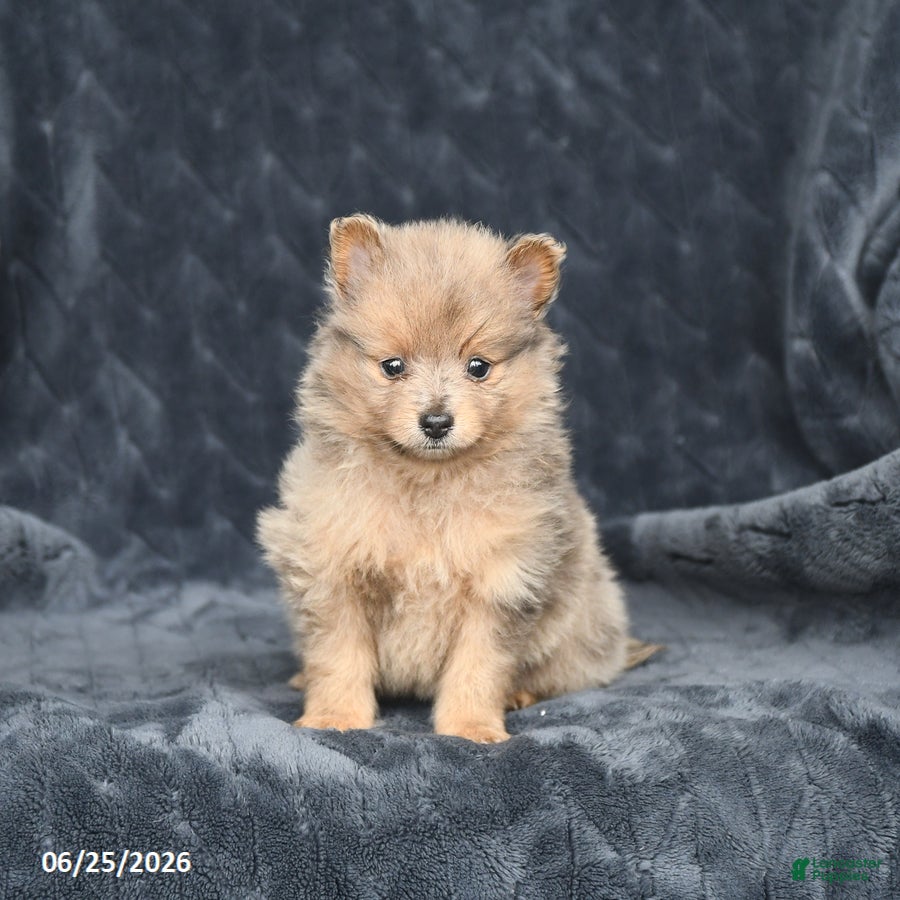 Pomeranian dogs Daisy - Ad 1