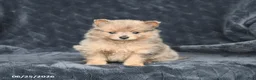 Pomeranian dogs for sale: Daisy - Ad 1