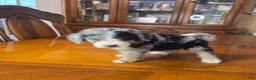 Mini Bernedoodle dogs for sale: Mini Bernedoodle "Stormy" - Ad 3