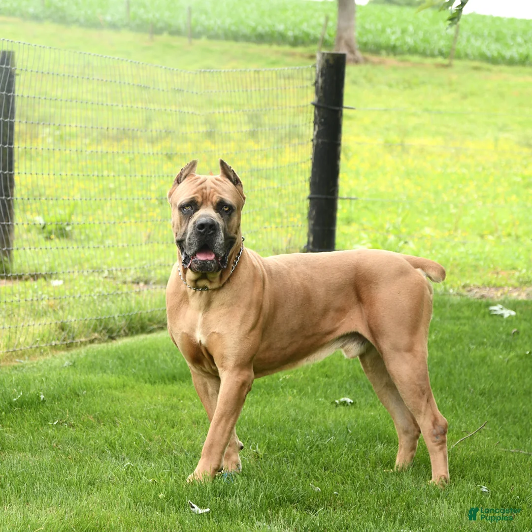 Cane Corso dogs for sale: Bella   - Ad 7