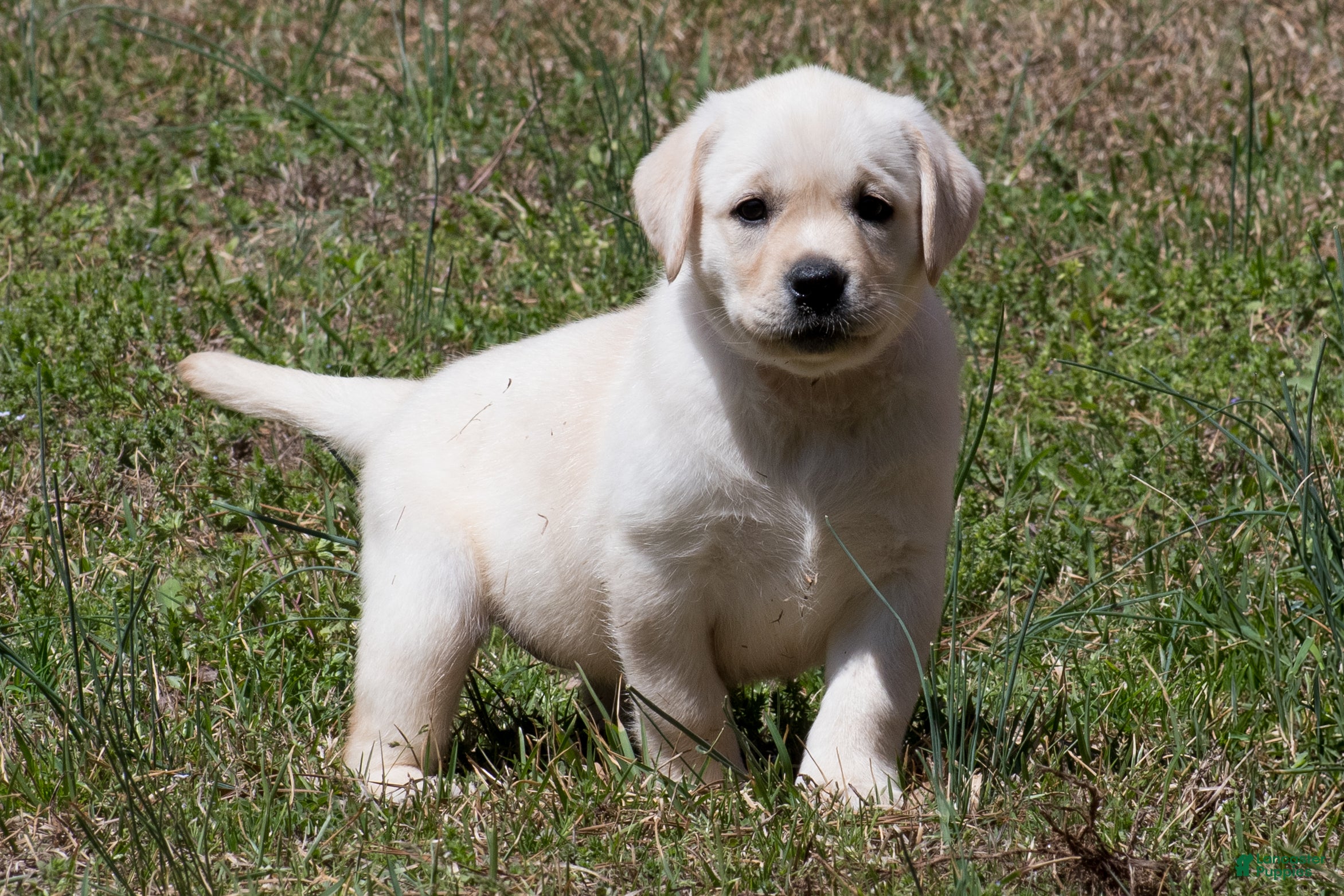 Labrador Retriever dogs Kenna - Ad 26