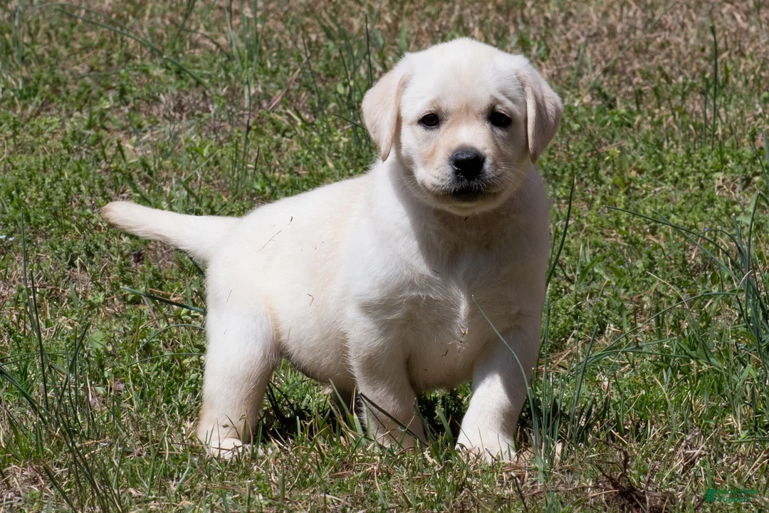 Labrador Retriever dogs for sale: Kenna - Ad 1