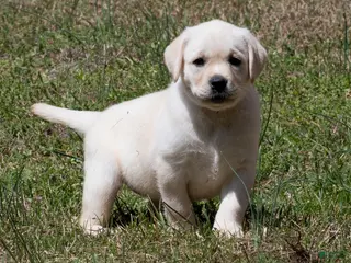 Labrador Retriever dogs Kenna - Ad 26