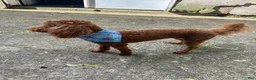 Miniature Poodle dogs for sale: Miniature Poodle 2 - Ad 2