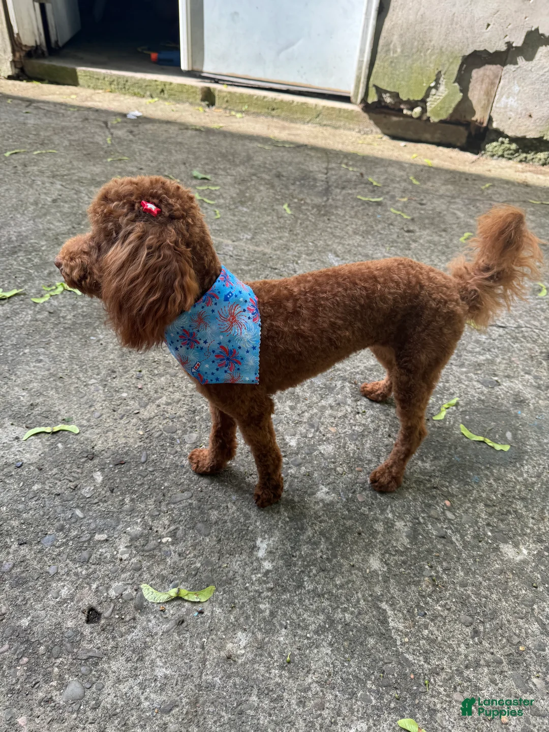 Miniature Poodle dogs for sale: Miniature Poodle 2 - Ad 2