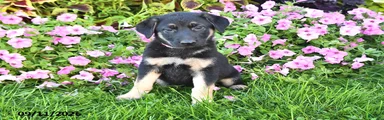 Tina