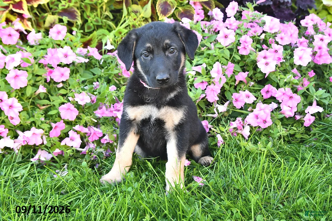 German Shepherd dogs for sale: Tina - Ad 1