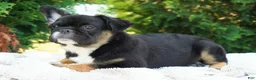 French Bulldog dogs for sale: Panda - Ad 4