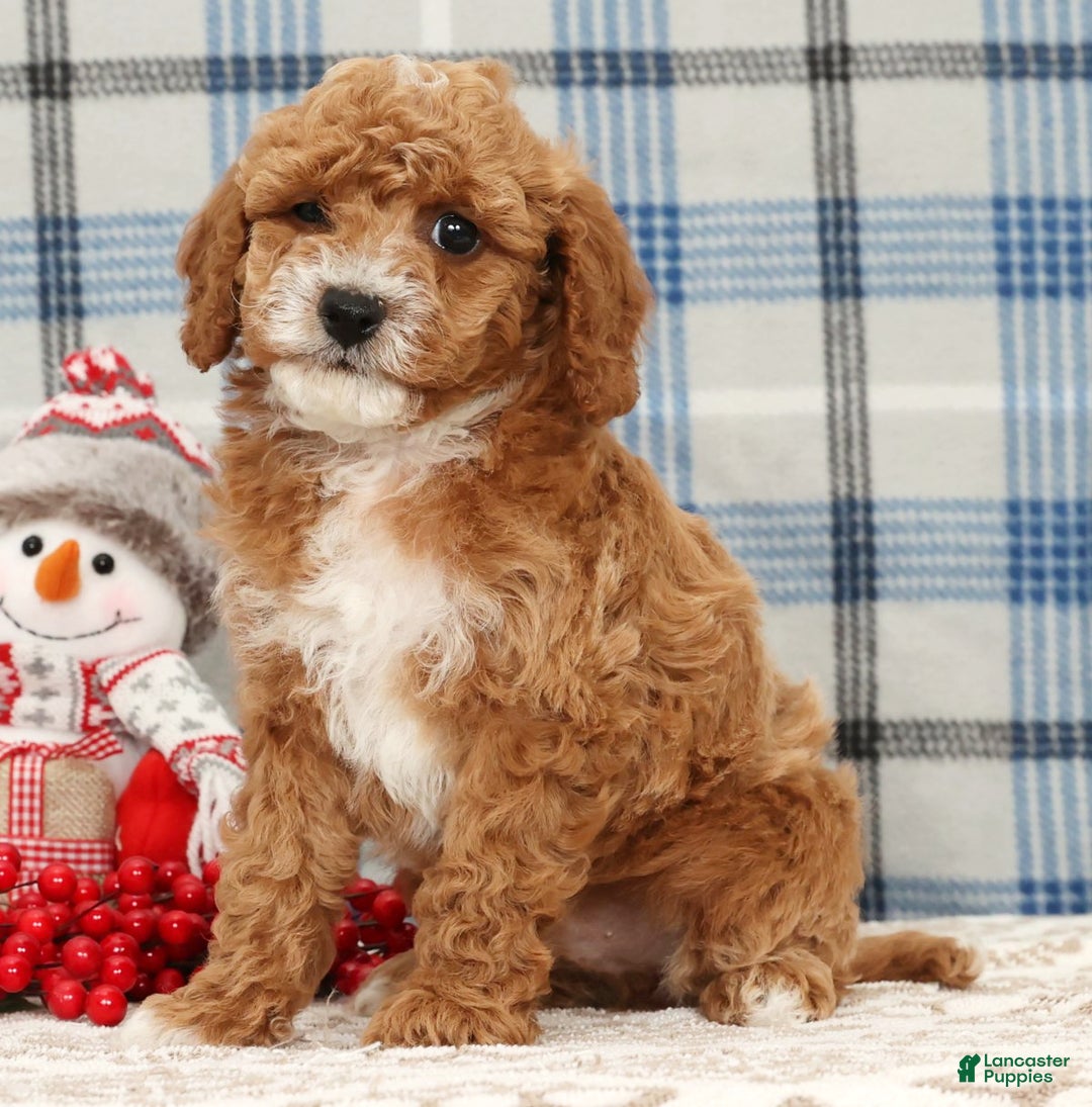 Cavapoo dogs for sale: Joey - Ad 4