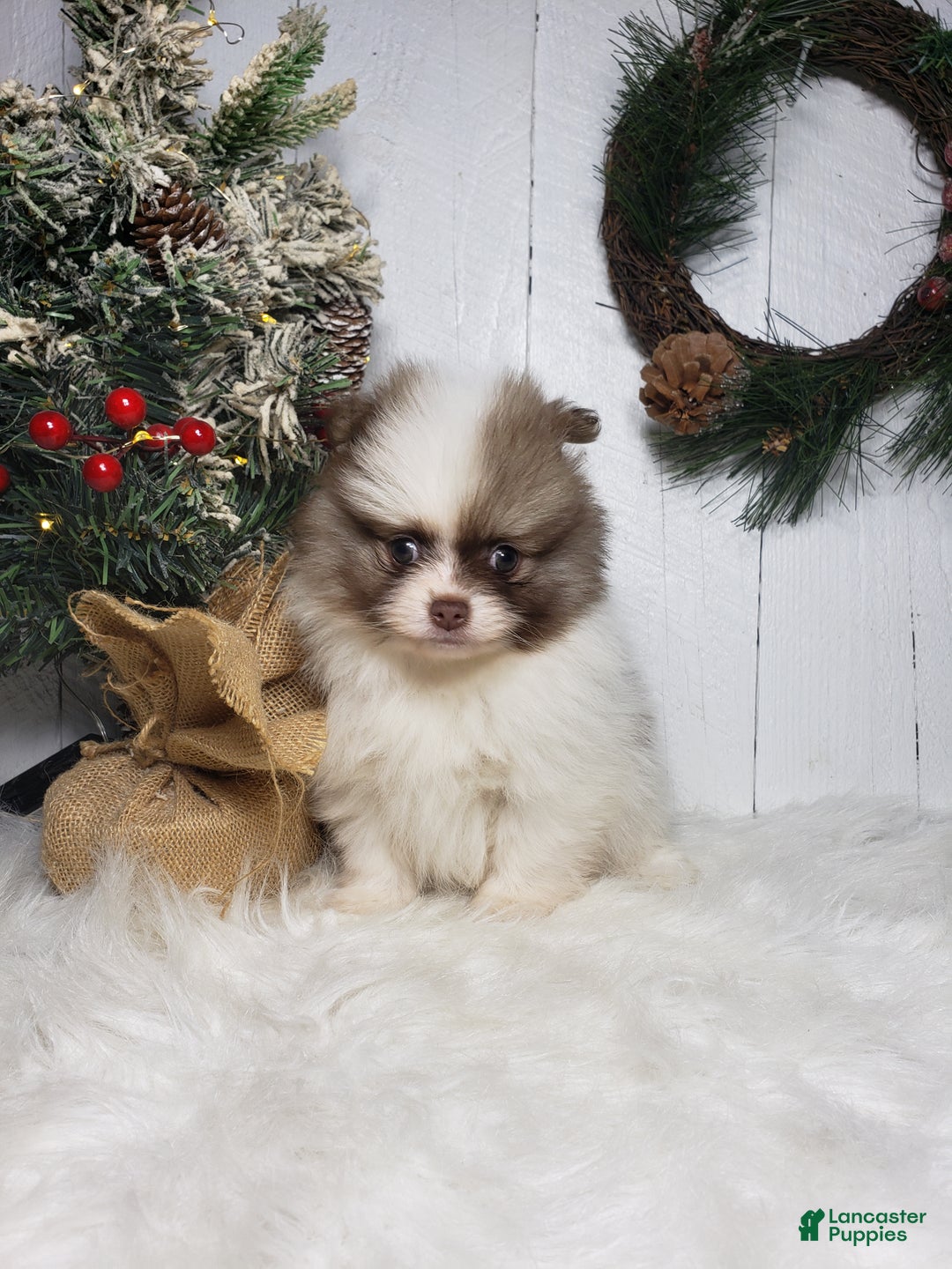 Pomeranian dogs for sale: Ace  - Ad 5