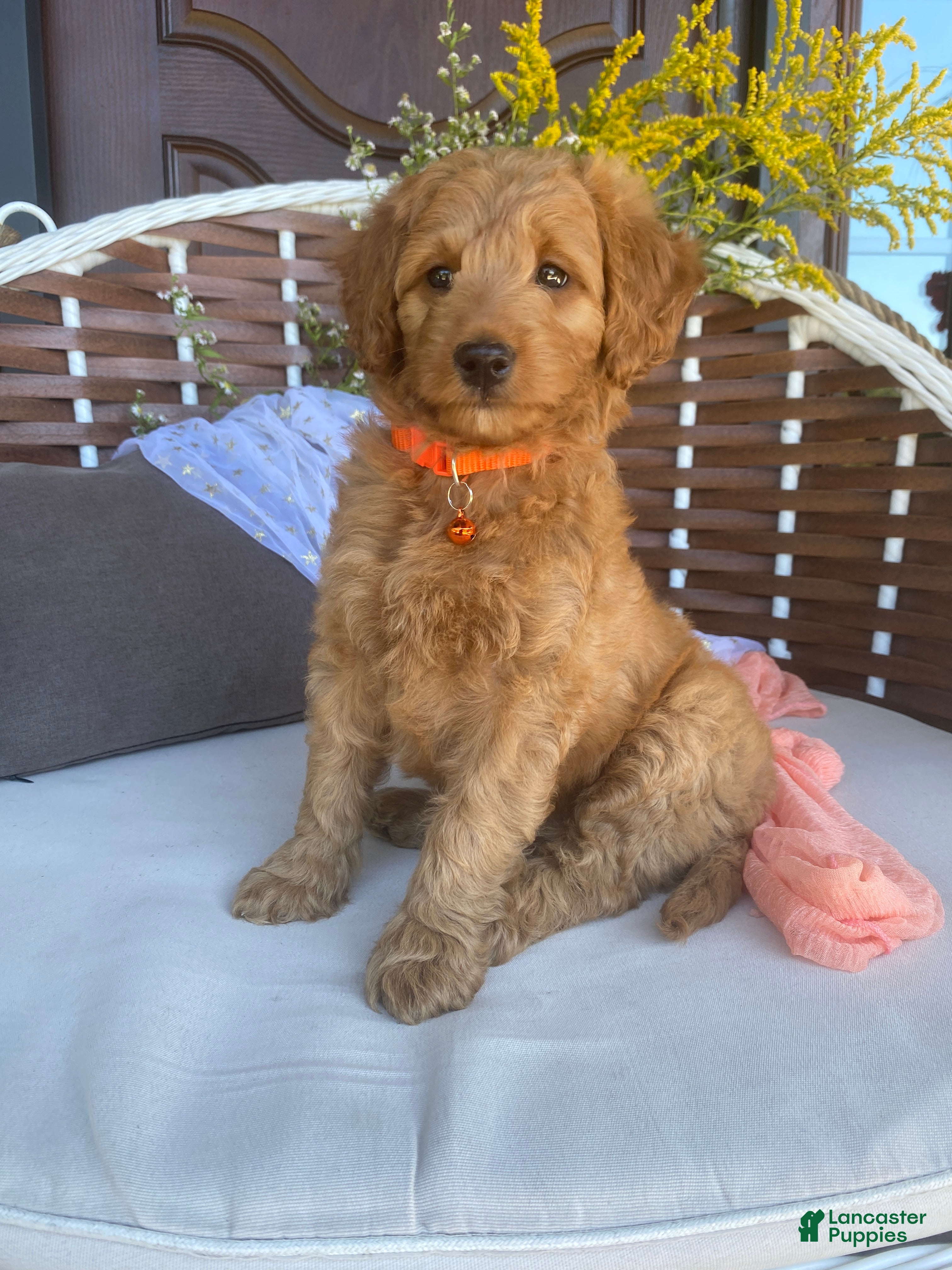Miniature Labradoodle dogs Zoe - Ad 1