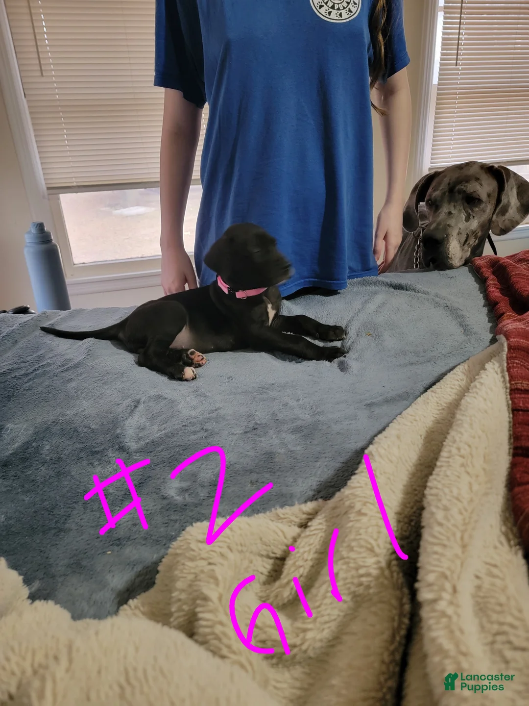 Great Dane dogs for sale: Great Dane Puppy 6 - Ad 2