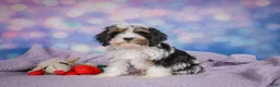 Cavapoo dogs for sale: Duke - Ad 9