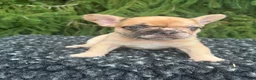 French Bulldog dogs for sale: Willow - Ad 3