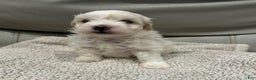 Maltipoo dogs for sale: Joel - Ad 11