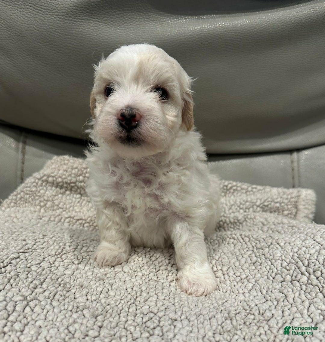 Maltipoo dogs for sale: Joel - Ad 11