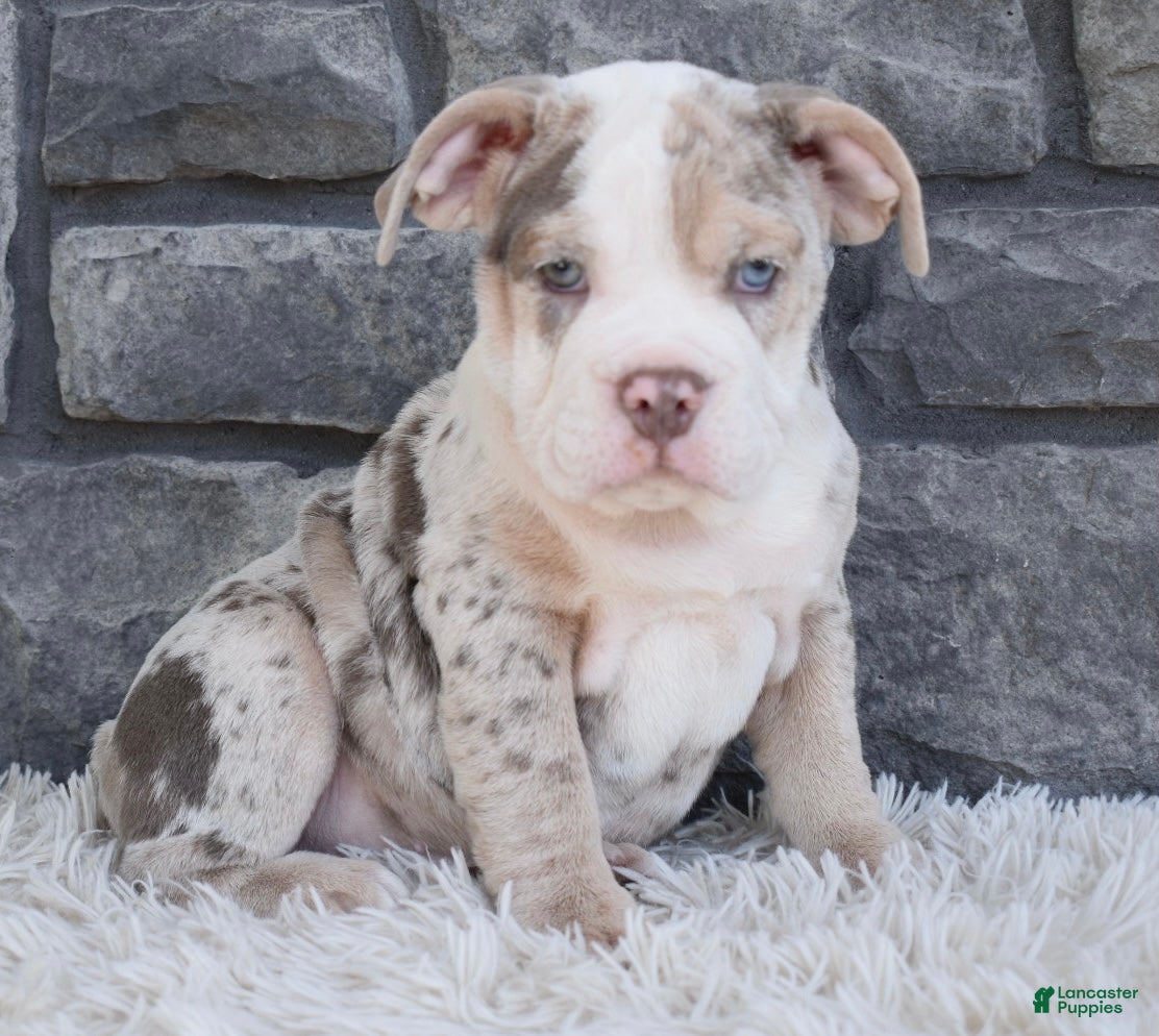 Beabull dogs Bailey  - Ad 1