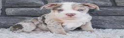 Beabull dogs for sale: Bailey  - Ad 1