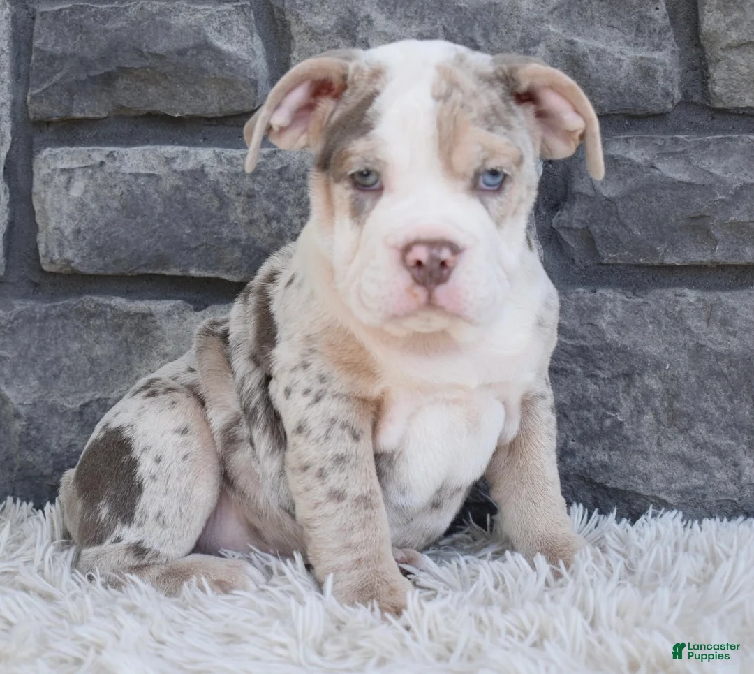 Beabull dogs for sale: Bailey  - Ad 1