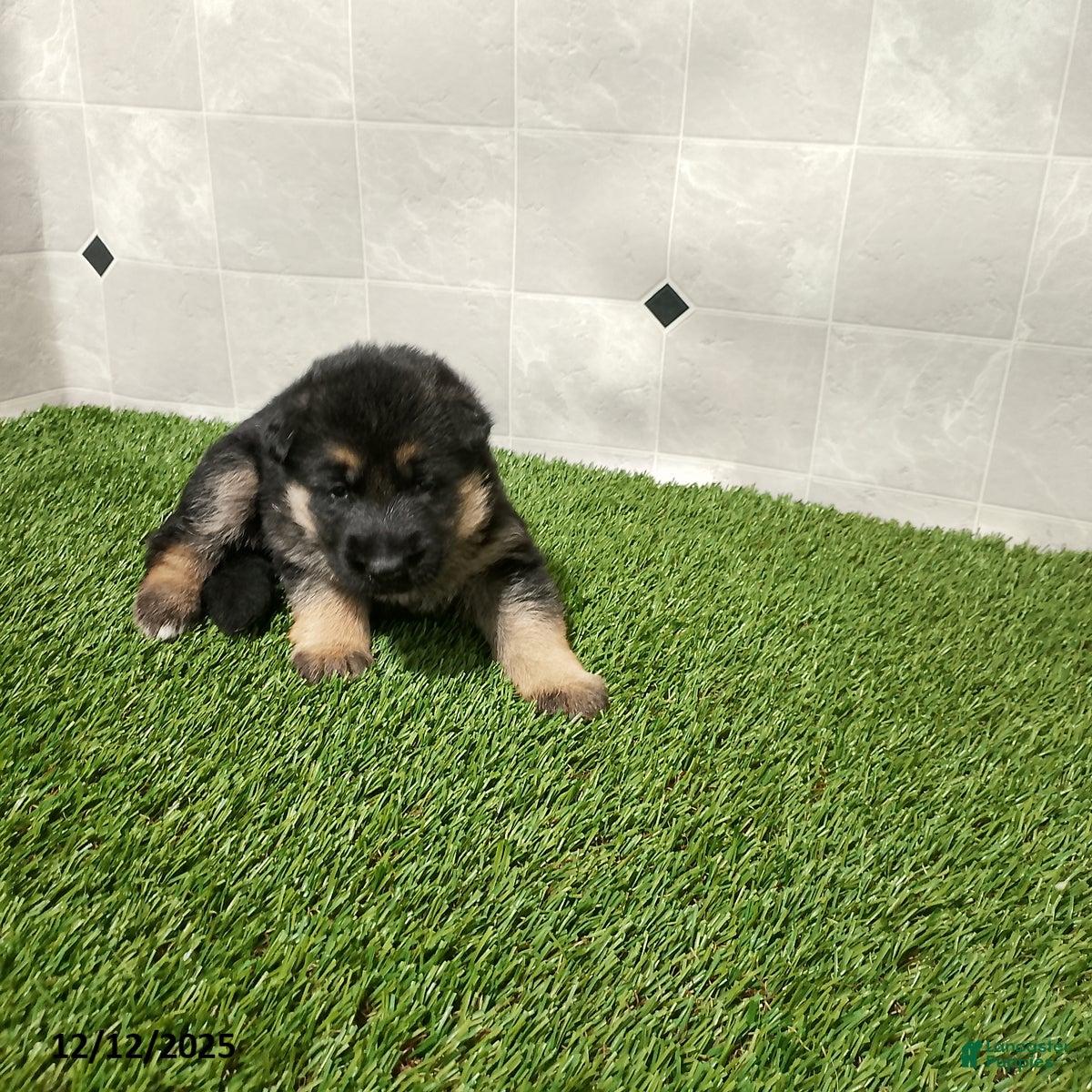 German Shepherd dogs Laurie - Ad 26