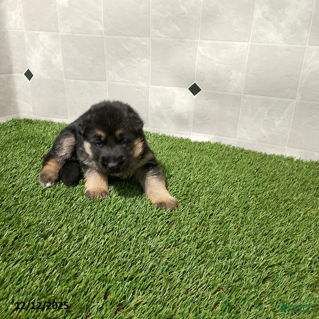 German Shepherd dogs for sale: Laurie - Ad 1