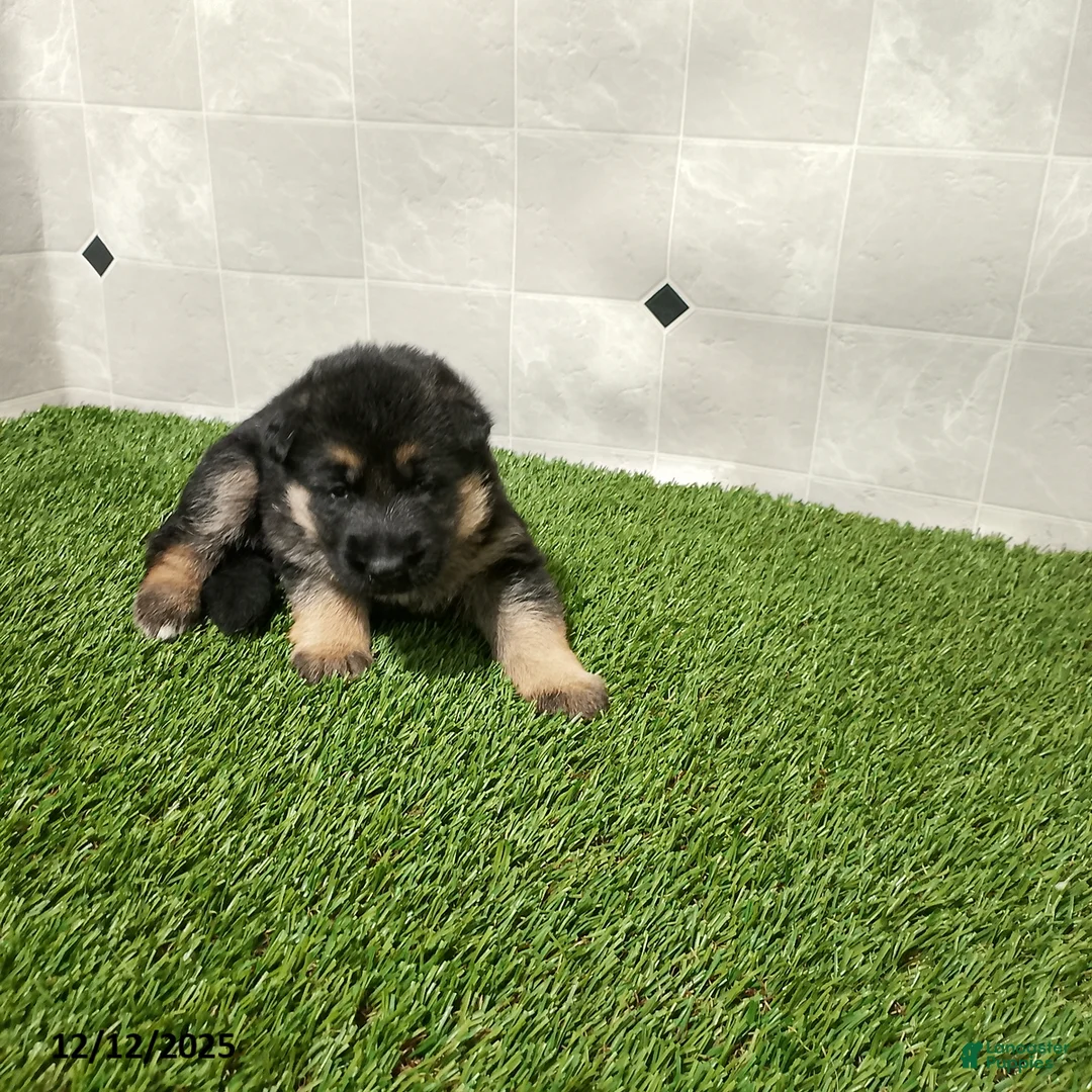German Shepherd dogs for sale: Laurie - Ad 1