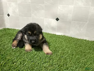 German Shepherd dogs Laurie - Ad 25