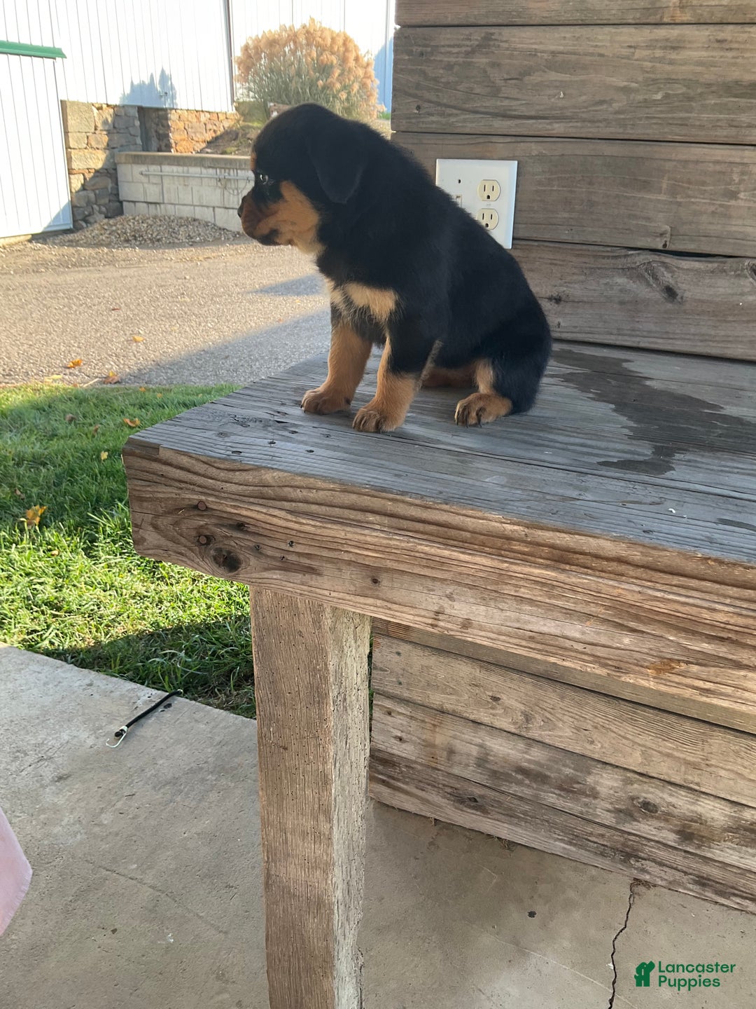 Rottweiler dogs for sale: Chloe  - Ad 9