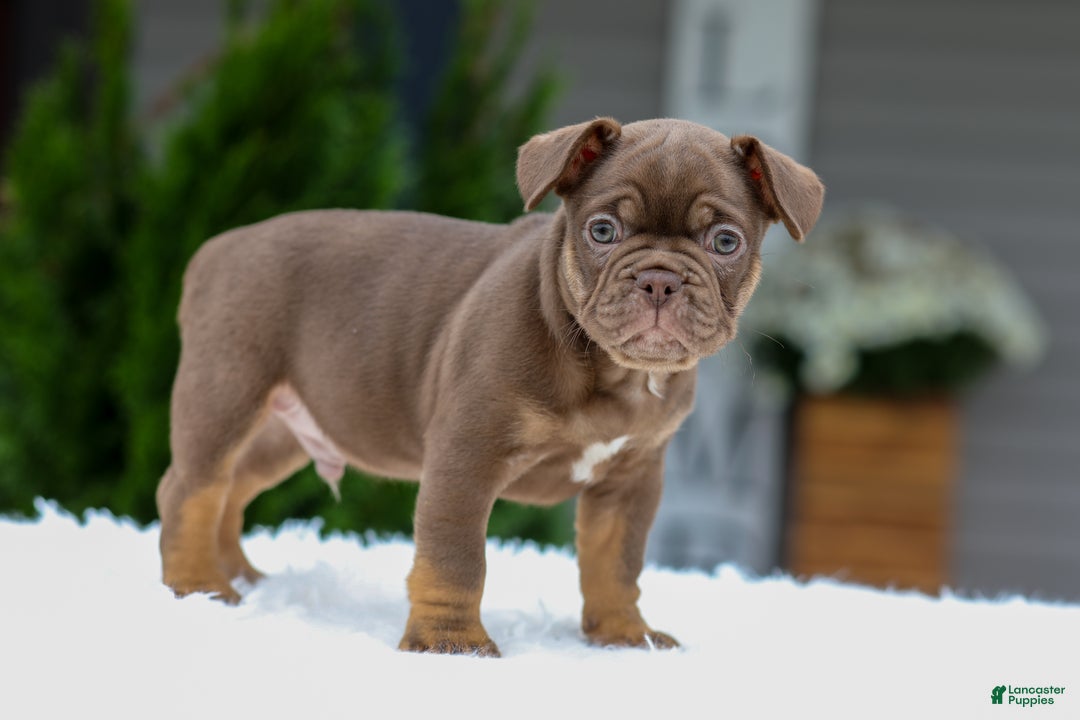 Puppies for sale in Covington, Kentucky Lancaster Puppies - Main Image