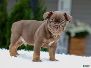 French Bulldog dogs - Ad 14
