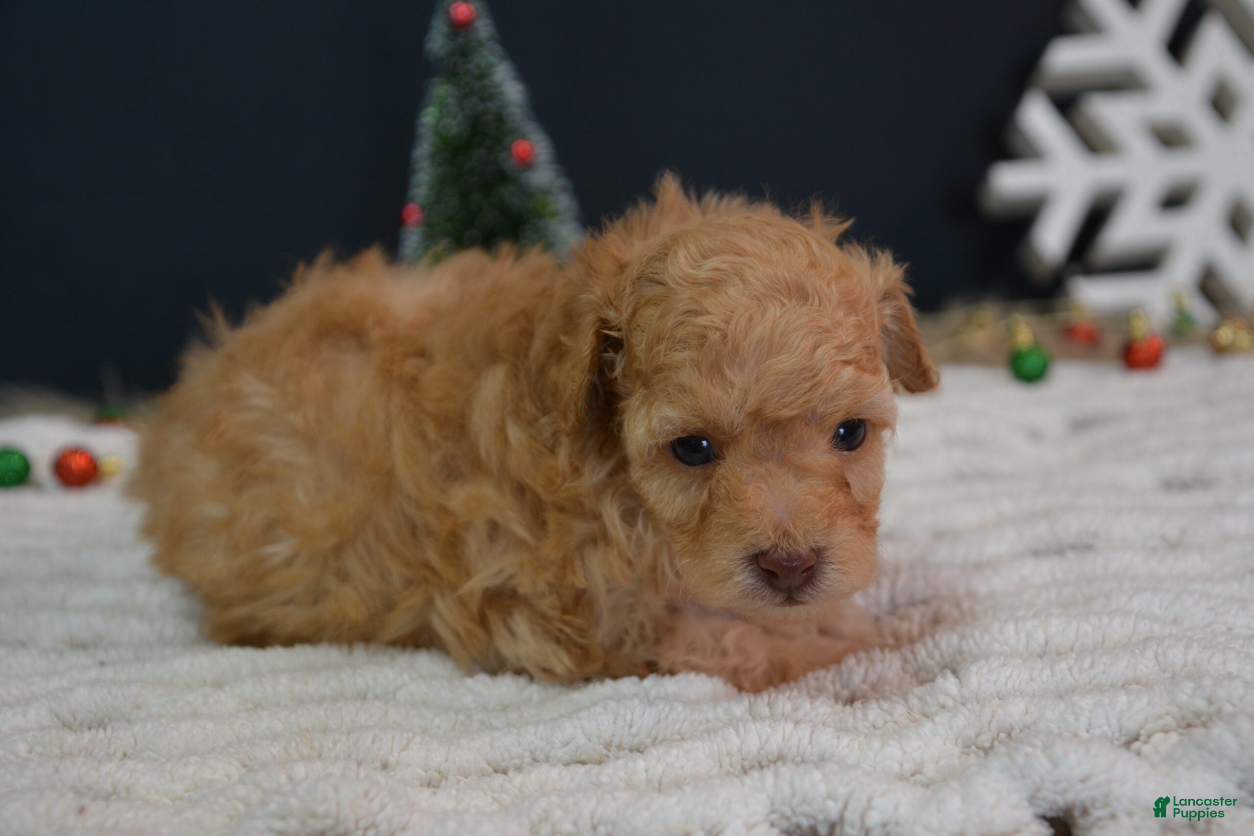 Toy Poodle dogs Duke - Ad 1