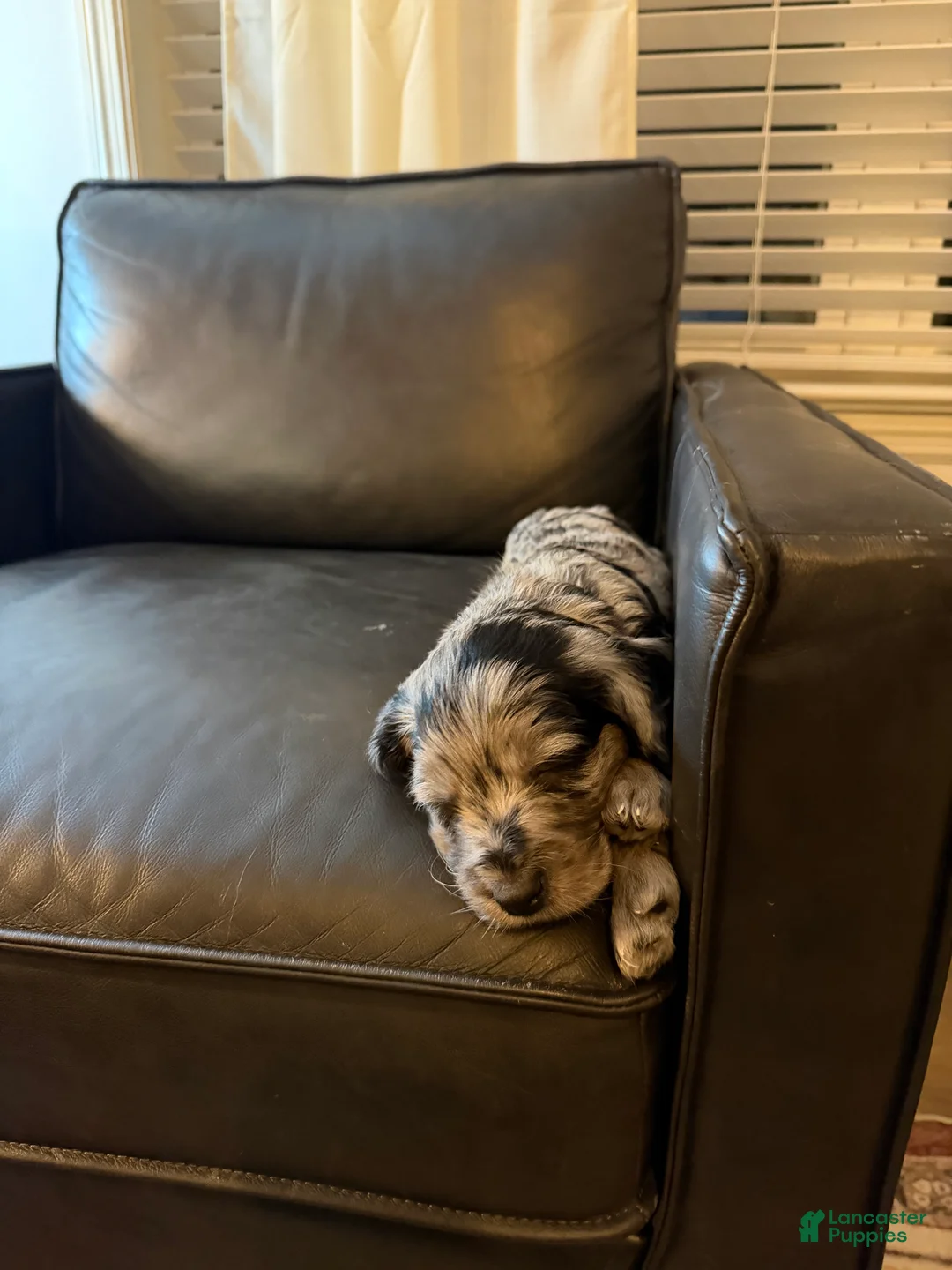 Mini Goldendoodle dogs for sale: Green boy, Goldendoodle 1 - Ad 2